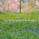 2025-08-01 カタクリとエゾエンゴサク (浦臼町) 4/27/24 ※(2)