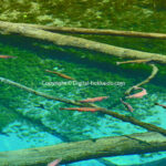 神の子池 (清里町) 8/13/24 ※(2)