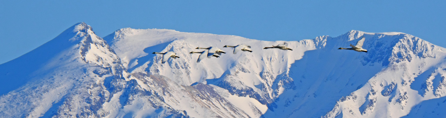 デジタル北海道の写真